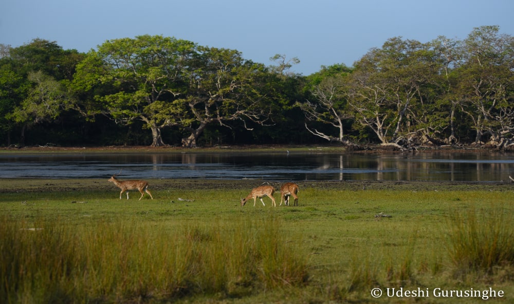 Wilpattu National Park gallery pop up 2 min