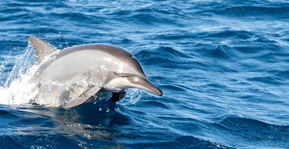 dolphin watching sri lanka