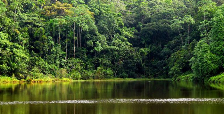kanneliya rainforest 768x391 1