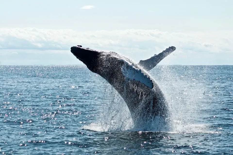 4 whale watching in trincomalee